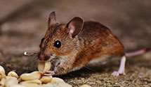 24 Hour & Emergency Exterminators in Pineville, NC